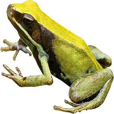 Green Mantella